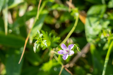 夏の車山高原に咲く高山植物