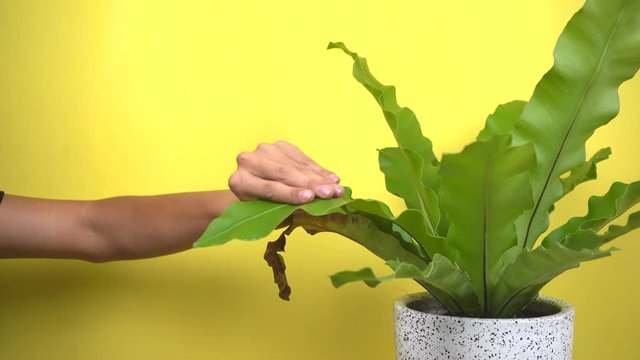 Cut the leaves to repair and restore Bird's nest fern.