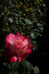 Red and White Flower of Rose 'Double Delight' in Full Bloom
