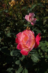 Red and White Flower of Rose 'Double Delight' in Full Bloom
