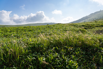 夏の車山高原