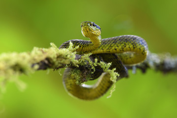Talamancan palm-pitviper on branch