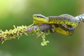 Talamancan palm-pitviper on branch