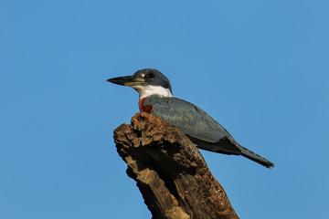 Ringed kingfisher (Megaceryle torquata) sitting on a wooden pole