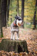 Portrait of Schnauzer is standing on stump. She is waiting for other order. And she is so cute.