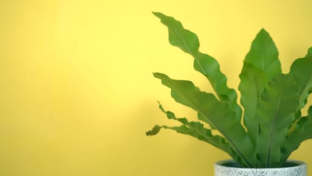 Bird's nest fern moving on a yellow background. Close up Scene.