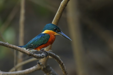 American pygmy kingfisher (Chloroceryle aenea) perched on a stick