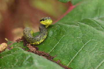 Talamancan palm-pitviper on leaf