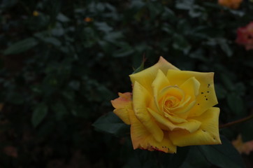 Yellow Flower of Rose 'Dr. Faust' in Full Bloom

