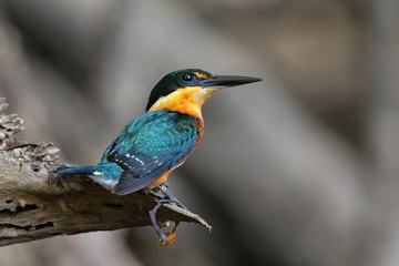 American pygmy kingfisher (Chloroceryle aenea) perched on a stick
