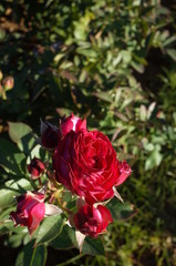 Red Flower of Rose 'Duett Balconia' in Full Bloom
