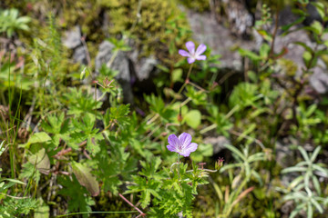 夏の車山高原に咲く高山植物