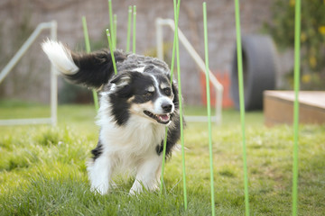 Tricolor border collie in agility slalom on individual intensive training at home.