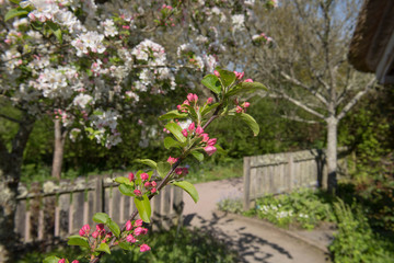 Spring Blossom on a Crab Apple Tree (Malus x robusta 'Red Sentinel') Growing in a Garden in Rural Devon, England, UK
