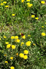 Aglais butterfly in a dandelion meadow