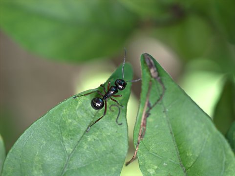 Closeup black Messor barbarus ant on a green leaf in garden with blurred background ,macro image ,wild animal