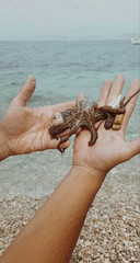 Little octopus holding rocks in human hands