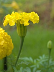 Closeup macro yellow petals of Marigold ,Tagetes flowers plants in the garden with blurred background ,macro image ,soft focus ,sweet color for card design