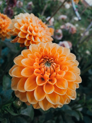 Orange dahlia in the garden