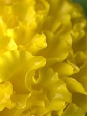 Obraz premium Closeup macro yellow petals of Marigold ,Tagetes flowers plants in the garden with blurred background ,macro image ,soft focus ,sweet color for card design