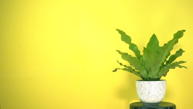 Bird's nest fern moving on a yellow background.