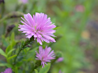 Closeup macro purple ,violet aster flower plants in garden with green blurred background ,soft focus ,sweet color for card design