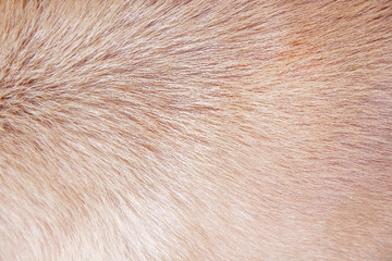 Dog fur texture , Nature animal  skin light brown background