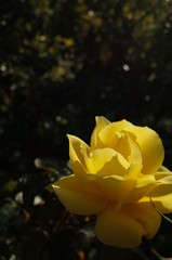 Yellow Flower of Rose 'Duftgold' in Full Bloom
