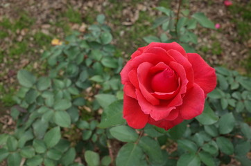 Red Flower of Rose 'Duftwolke' in Full Bloom
