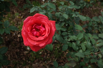 Red Flower of Rose 'Duftwolke' in Full Bloom
