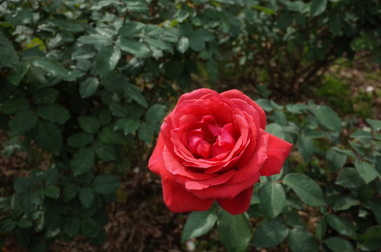 Red Flower of Rose 'Duftwolke' in Full Bloom
