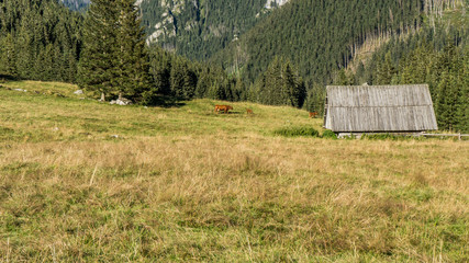 Góry, Polana Chochołowska w Dolinie Chochołowskiej, Tatry Zachodnie © Franciszek