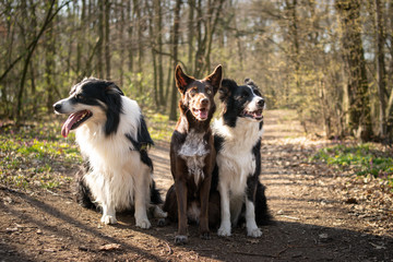 Three border collies are sitting in forest on the road. They are so patient model.