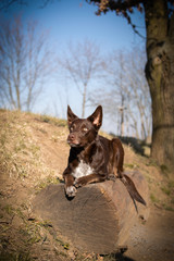 border collie is lying on bench. It is autumn atmosphere and she is so fluffy.