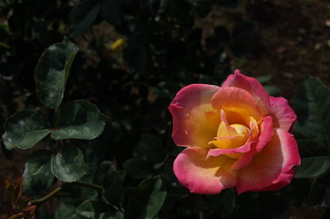 Cream and Pink Flower of Rose 'Eiko' in Full Bloom
