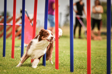 Lovely tricolor Border collie is running slalom on czech agility competition slalom. Dogs love it!