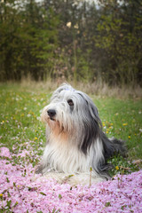 Naklejka na ściany i meble Bearded collie is lying in pink flower. So patient model and lovely dog.