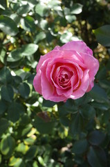Cream and Pink Flower of Rose 'Elle' in Full Bloom
