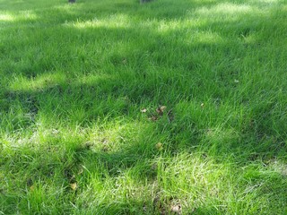 grass, field, green, nature, plant, meadow, summer, lawn, spring, texture, growth, agriculture, garden, fresh, natural, outdoors, environment, flora, grassland, backgrounds, turf, bright, landscape, p