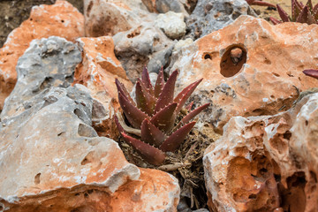 Aloe vera plant, of the red variety, growing among rocks and beach sand
