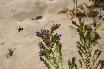 Echium Vulgare flowering plant growing among the dunes and beach sand
