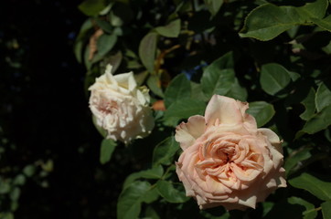 Apricot Flower of Rose 'Emerald Isle' in Full Bloom
