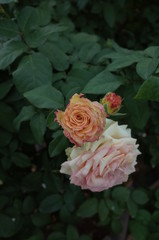 Apricot Flower of Rose 'Emerald Isle' in Full Bloom
