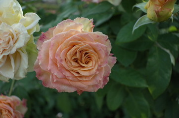Apricot Flower of Rose 'Emerald Isle' in Full Bloom
