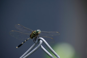 A closeup image of dragonfly on fence