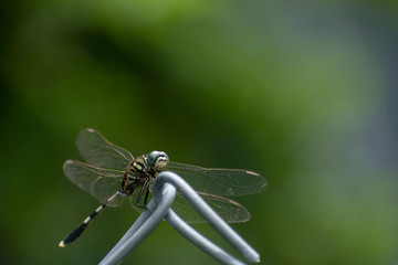 A Closeup image of dragonfly with shallow depth clear background and space in image to write