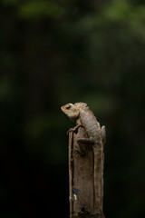 Oriental garden lizard on top of Wood with dark background