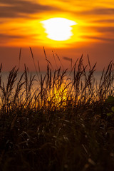 grass stalks by the sea at sunset