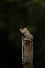 Oriental garden lizard on top of Wood with dark background