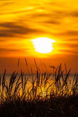 grass stalks by the sea at sunset